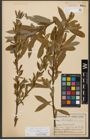 Foto von Salix triandra subsp. amygdalina (L.) Schübl. & G. Martens